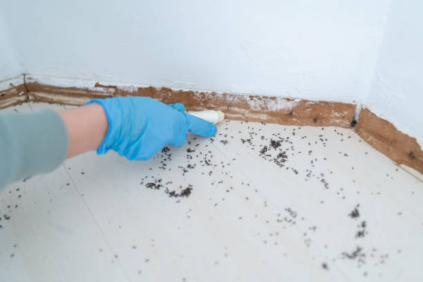 Best Real Estate Pest Inspections  in Salix, PA